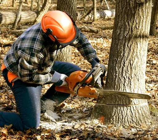 Tree Removal in Columbus, KY